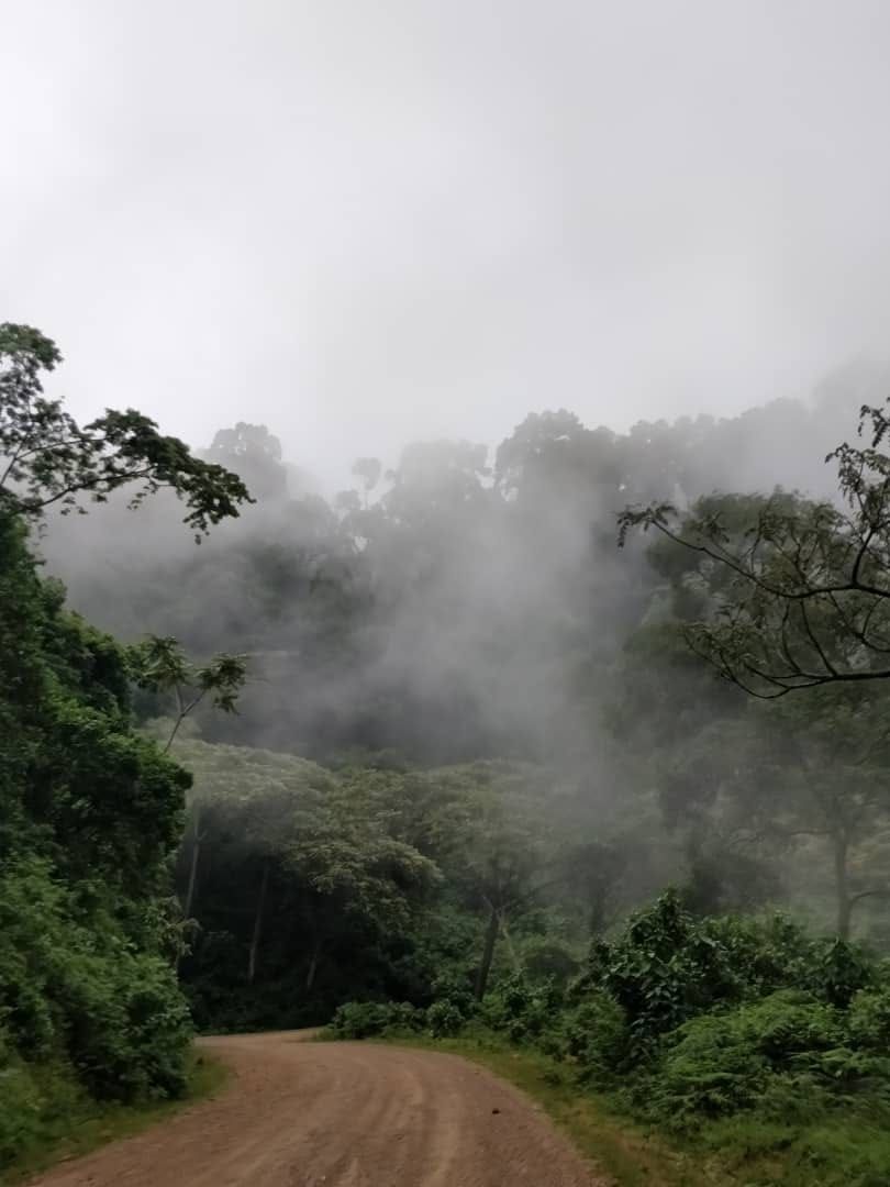 Forest Cover Monitoring